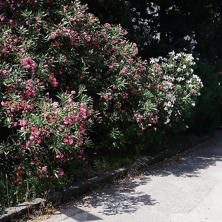 Apartment Garden Kotor Ngoại thất bức ảnh