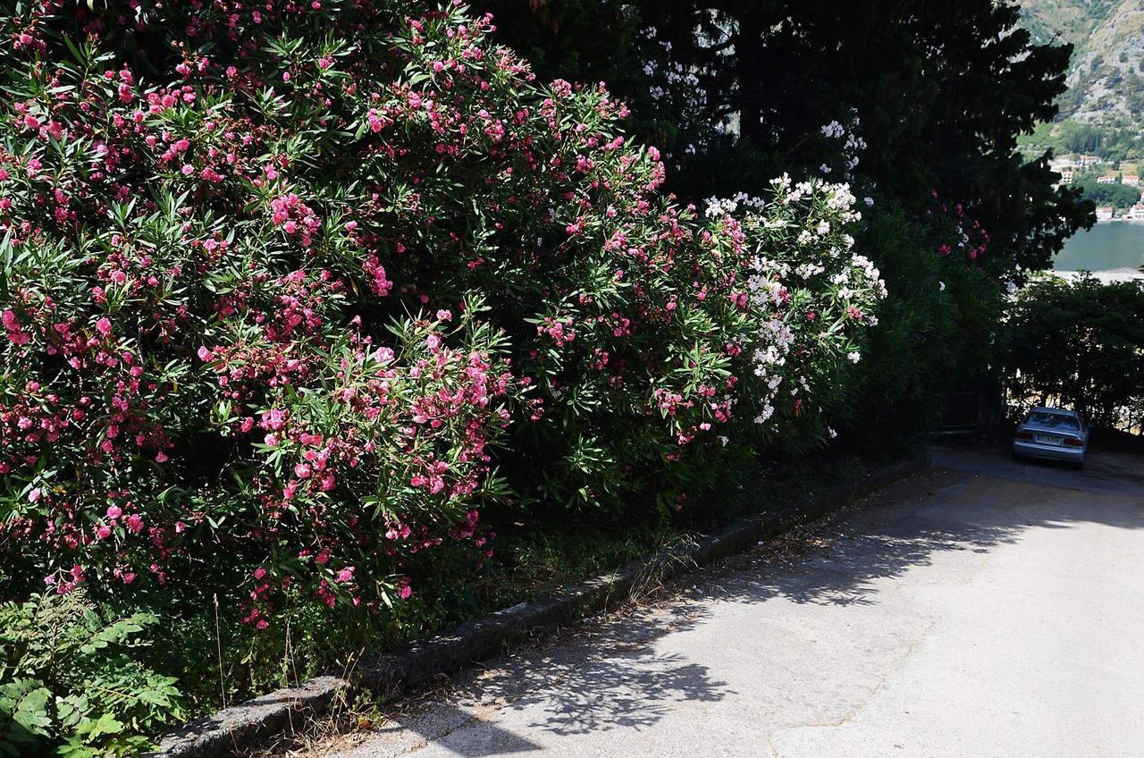 Apartment Garden Kotor Ngoại thất bức ảnh